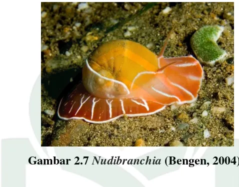 Gambar 2.7 Nudibranchia (Bengen, 2004) 