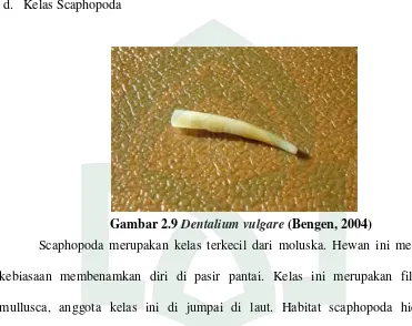 Gambar 2.9 Dentalium vulgare (Bengen, 2004) 