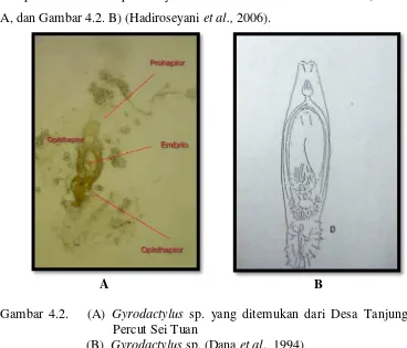 Gambar 4.2.   (A) Gyrodactylus sp. yang ditemukan dari Desa Tanjung Rejo  