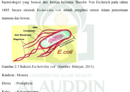 Gambar 2.3 Bakteri Escherichia coli  (Sumber: Hidayat, 2013). 