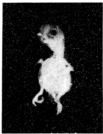Gambar  VI:  Ernbryo  ay€rm umur  14  hari  yang  diinjeksi  dengan  0.04 mg  Endoxan-Asta  pada  umur  4  hari  inkubasi