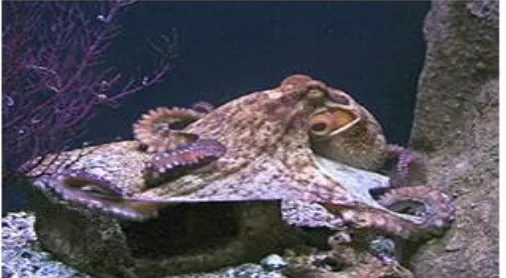 Gambar 2.4. Octopus Vulgaris (Sumber : https://cester20.wordpress.com) 