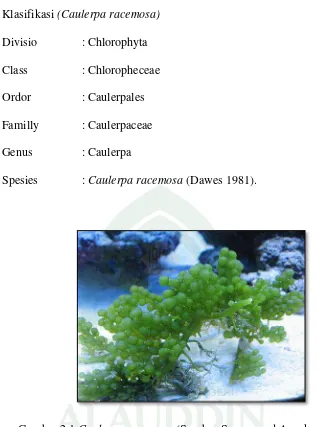 Gambar 2.1 Caulerpa racemosa (Sumber Suvega and Arunkumar, 2014) 