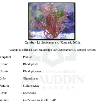 Gambar 2.1 Eucheuma sp. (Kamlasi, 2008). 
