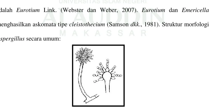 Gambar 2.4. Aspergillus secara umum (Benson, 2001). 