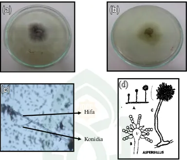 Gambar 4.2. Karakteristik Isolat Kapang Endofit (a) Makroskopik (Warna permukaan koloni), (b) Warna balik koloni,(c) Mikroskopik, dan (d) Aspergillus sp