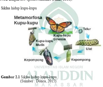 Gambar 2.1 Siklus hidup kupu-kupu 