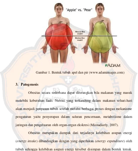 Gambar 1. Bentuk tubuh apel dan pir (www.adamimages.com) 