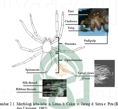 Gambar 2.1. Morfologi laba-laba: a. Loxos b. Cakar c. Jaring d. Sutra e. Pita (Barion