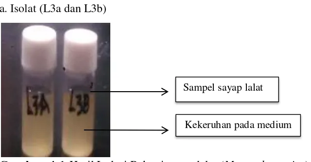 Gambar 4.1 Hasil Isolasi Bakteri sayap lalat (Musca domestica) pada medium                    BHIB 