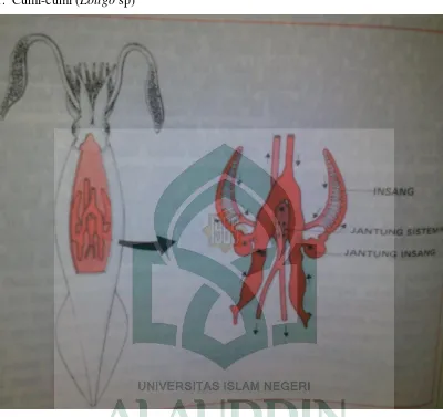 Gambar 2.2 Sistem sirkulasi pada Cumi-cumi (Loligo sp). Jantung yang menopang darah (warna tua) ke insang-insang yang merupakan tempat terjadinya pertukaran gas