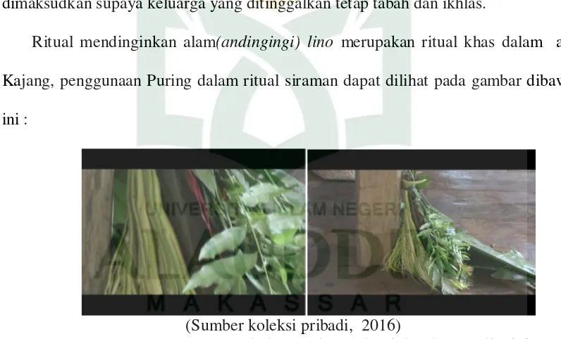 Gambar 4.13 Penggunaan tumbuhan puring pada rtiula adat mendinginkan alam(andingingi lino) 