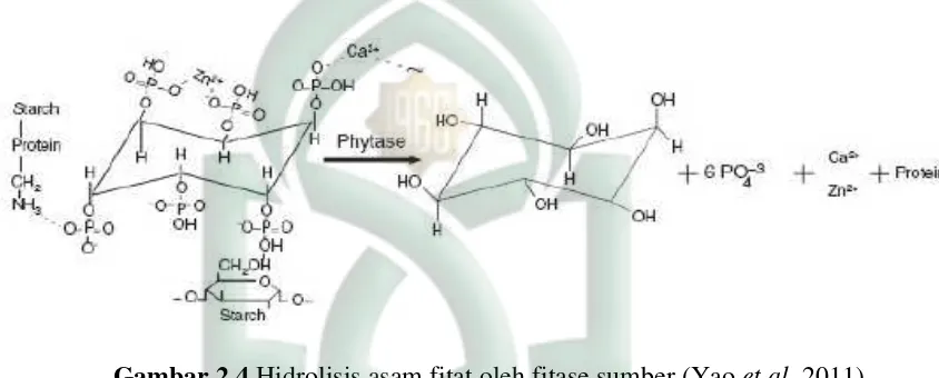 Gambar 2.4 Hidrolisis asam fitat oleh fitase sumber (Yao et al.,2011)