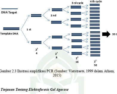 Gambar 2.3 Ilustrasi amplifikasi PCR (Sumber: Vierstraete, 1999 dalam Arham, 