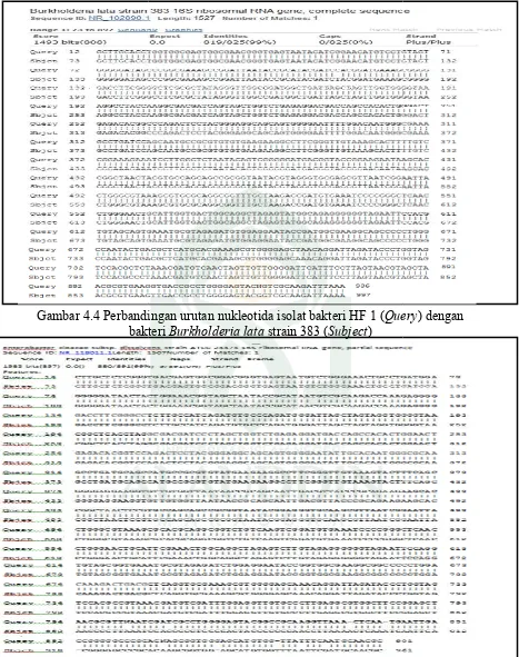 Gambar 4.3. T 4.3. Tabel hasil analisis BLAST isolat Bakteri Terpili