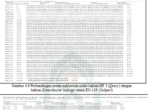 Gambar 4.6 Perbandingan urutan nukleotida isolat bakteri HF 3 (Query) dengan 