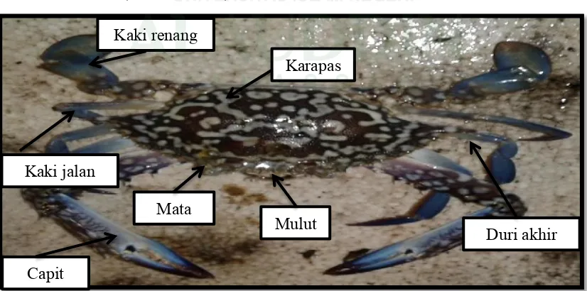Gambar 2.3 Kepiting Rajungan (Portunus pelagicus) (dokumentasi pribadi, 2016).