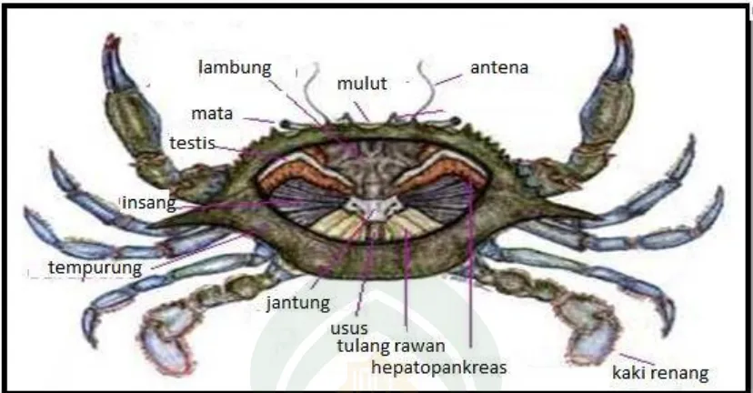 Gambar 2.4 Anatomi Kepiting Rajungan (Portunus pelagicus) (Susanto, 2010). 