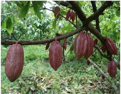 Gambar 2.1 Tanaman Kakao 
