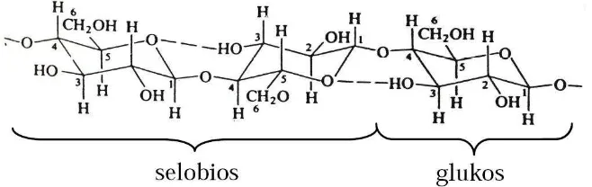 Gambar 2.2 Struktur molekul selulosa [14]. 