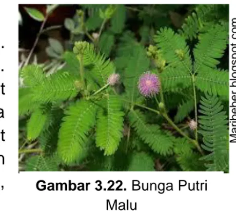 Gambar 3.22. Bunga Putri  Malu  Maribeber.blogspot.com Gambar 3.23. Bunga  Raflesia  Floradanfauna.com KUIS  Bagaimana kaktus  menyesuaikan diri  terhadap lingkungan  padang pasir? 