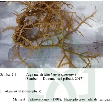 Gambar 2.1     :     Alga merah (Eucheuma spinosum)