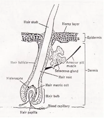 Gambar 1. Anatomi rambut (Mitsui,1997) 