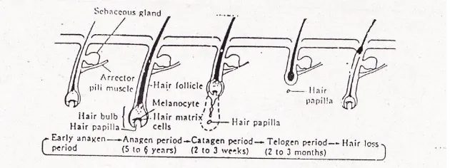 Gambar 2. Siklus pertumbuhan rambut (Mitsui, 1997)