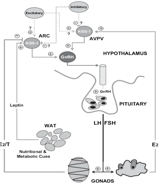 Gambar 2.1.   Sistem KiSS-1 hipothalamus kemungkinan terdapat pada pengatur sentral  neuron  GnRH  yang  mengekspresikan  GPR54,  sehingga  merupakan  target  kisspeptin