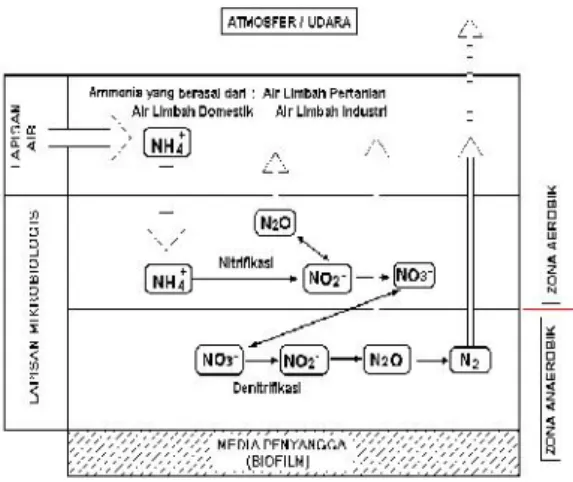 Gambar 2: Ilustrasi Dari Mekanisme Proses Penguraian Amoniak Di Dalam Biofilm. (Said Nusa I., 2007)