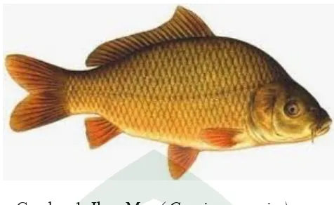 Gambar 1. Ikan Mas ( Cyprinus carpio )(Sumber: http://informasifishing.blogspot.co.id)