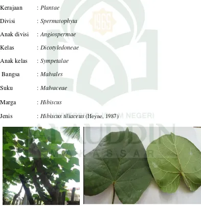 Gambar 2.3 : Daun waru (hibiscus tiliaceus) (Sumber: Ahmad, 2010)