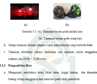 Tabel 3.1: Pengamatan pertumbuhan bayam hijau setiap minggu 