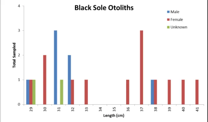 Figure 3.  Otolith samples from black sole by sex and size. 