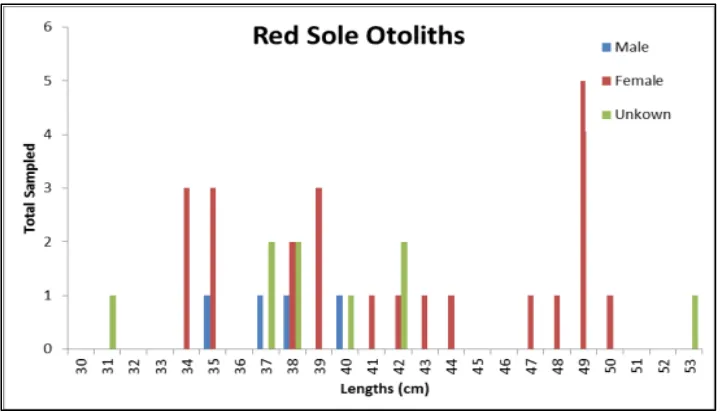 Figure 4. Otolith samples from red sole by sex and size. 