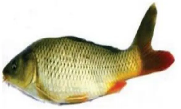 Gambar II.1 (Ikan mas) 