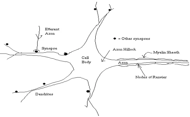 Gambar 2.1  Saraf Secara Biologis (Haykin, 2008) 