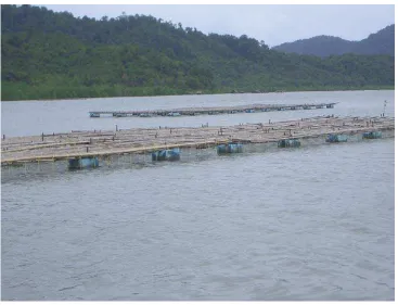 Figure 4.  Mussel raft in Klong Naka 