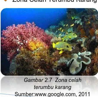 Gambar 2.7  Zona celah terumbu karang 