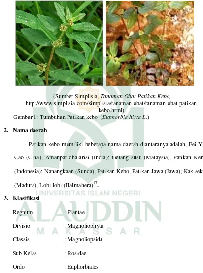 Gambar 1: Tumbuhan Patikan kebo  (Euphorbia hirta L.) 