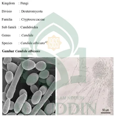 Gambar 4. Gambar Candida albicans 