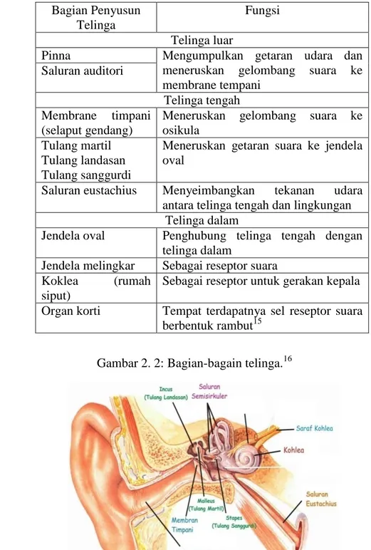 Tabel 2. 2: Bagian-bagian telinga dan fungsinya. 