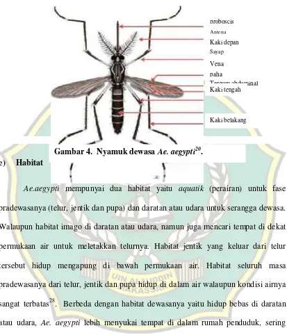 Gambar 4.  Nyamuk dewasa Ae. aegypti20.