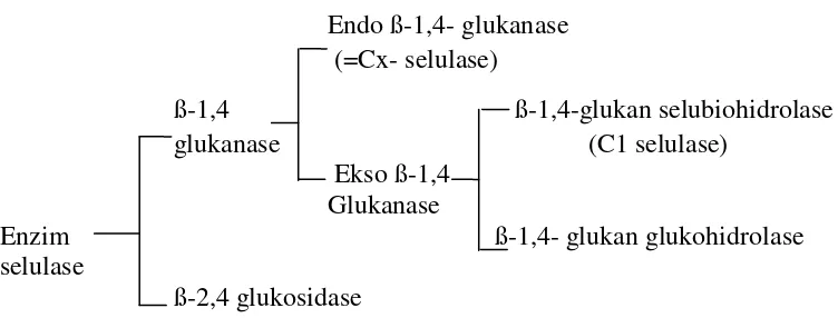 Gambar 2.5.  Klasifikasi Enzim Selulase58 