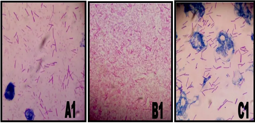 Gambar hasil pewarnaan isolat bakteri dapat dilihat pada Gambar 4.2. 
