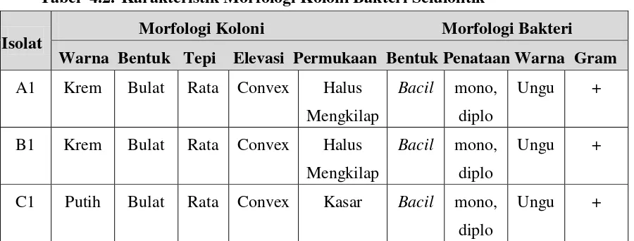 Tabel  4.2. Karakteristik Morfologi Koloni Bakteri Selulolitik  