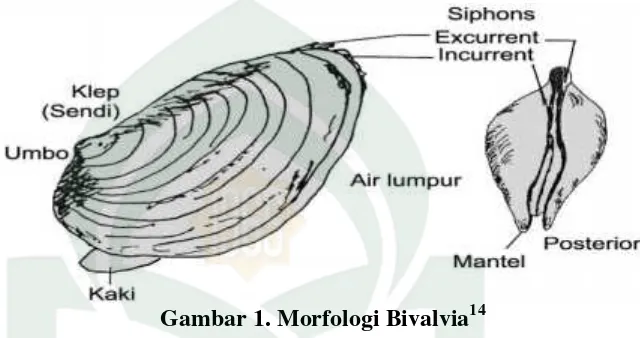 Gambar 1. Morfologi Bivalvia14
