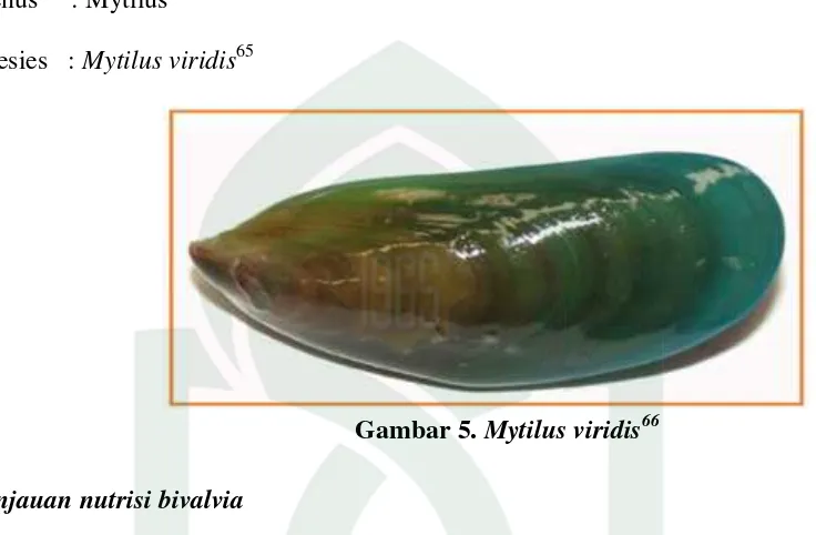 Gambar 5. Mytilus viridis66