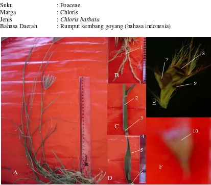Gambar 4.4. Morfologi Chloris barbata Swartz. (rumput kembang goyang) 