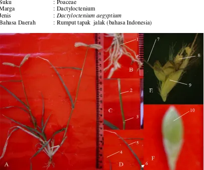 Gambar 4.6. Morfologi Dactyloctenium aegyptium Richt. (rumput tapak  jalak) 